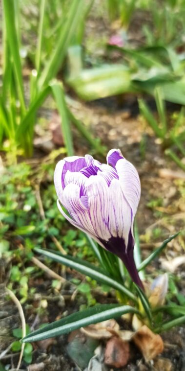 Pflegedienst Aachen Frühlingsanfang